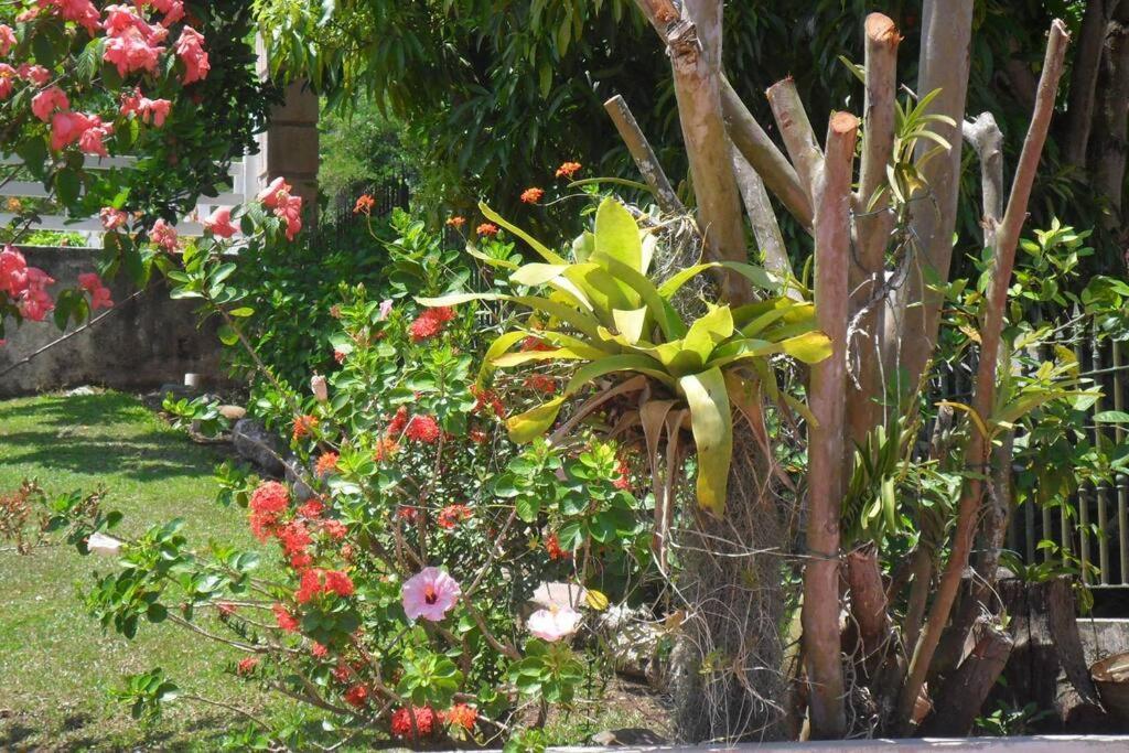Idilio Escape Apartment Ocho Rios Ngoại thất bức ảnh
