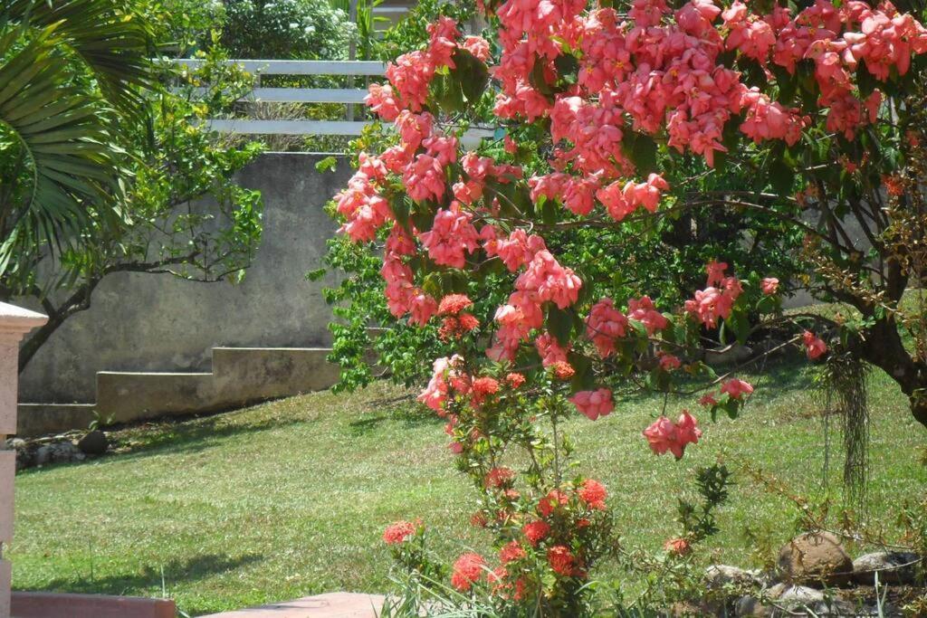 Idilio Escape Apartment Ocho Rios Ngoại thất bức ảnh